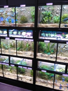 Fishies available for purchase