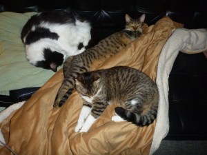 Happy 2015 from the Fur-babies (Ari, Trixie & Blinken)